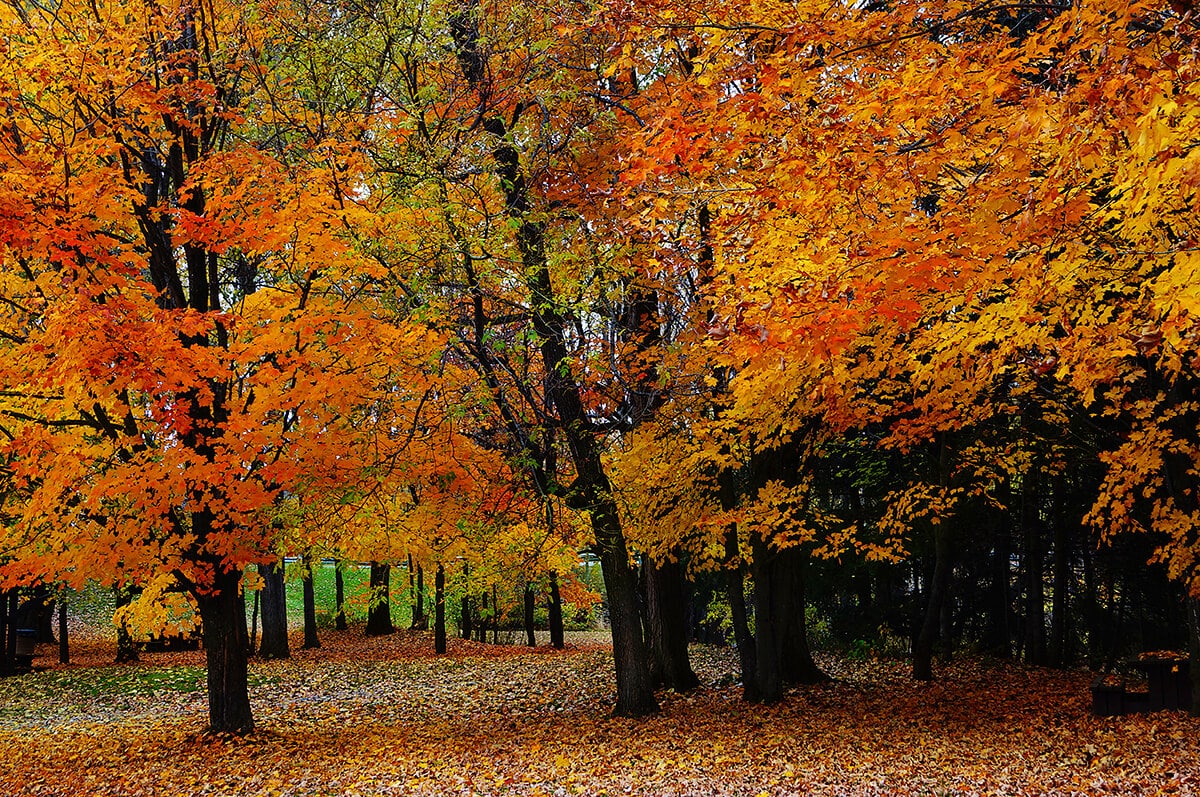 La piel en otoño